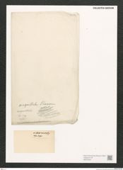 Diatomeae indet. Zeichnungen Sammlung Grunow (NHMW-BOT-W0372484)
